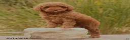 Toy Poodle dogs for sale: Spice - Ad 4
