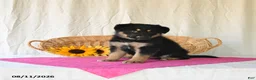 German Shepherd dogs for sale: Tasha - Ad 3