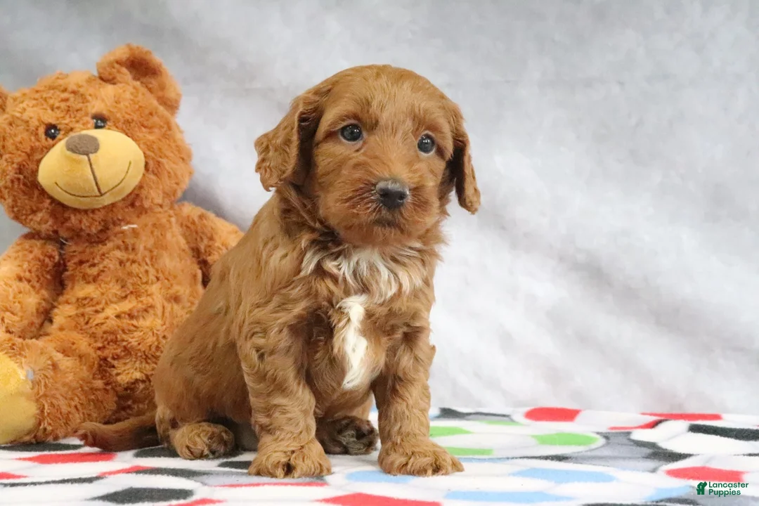 Mini Goldendoodle dogs for sale: Creampuff - Ad 10