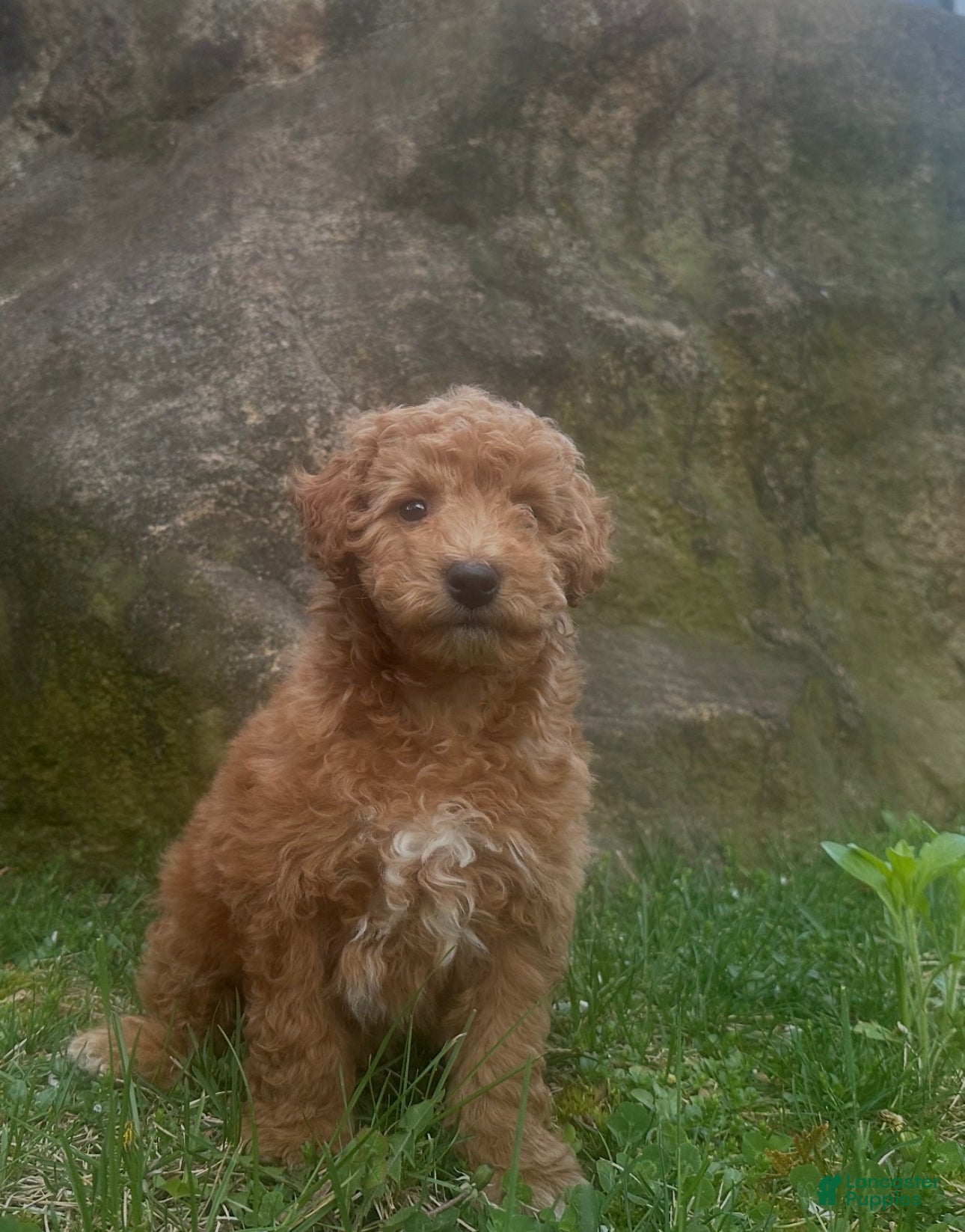 Mini Goldendoodle dogs Ryan - Ad 1