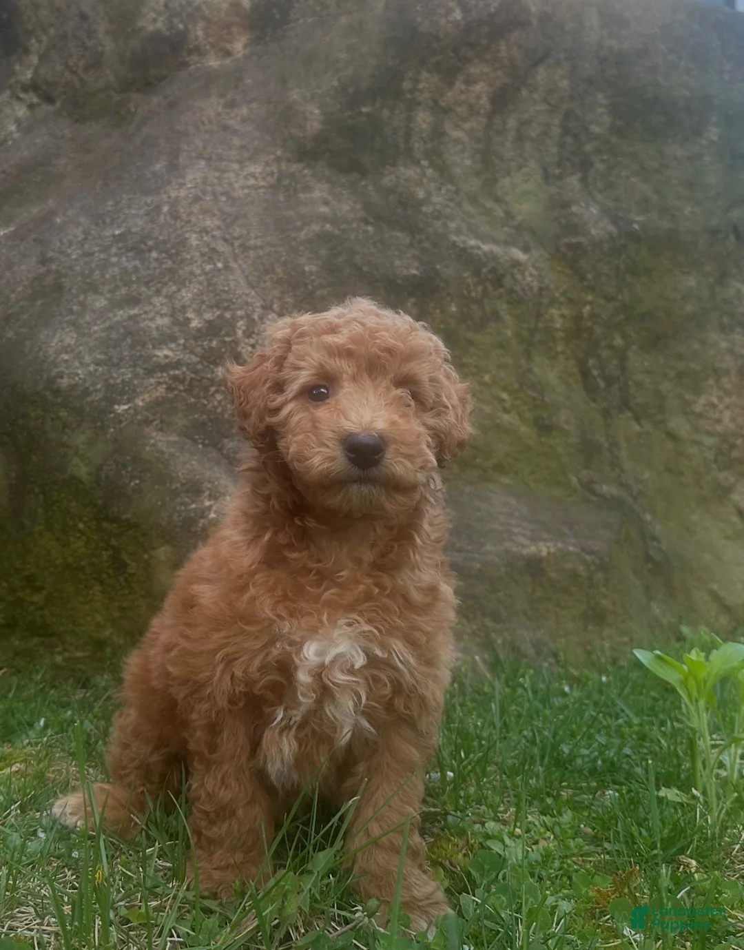 Mini Goldendoodle dogs for sale: Ryan - Ad 1