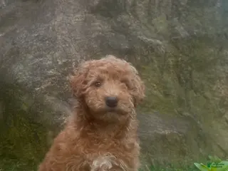 Mini Goldendoodle dogs for sale: Ryan - Ad 1