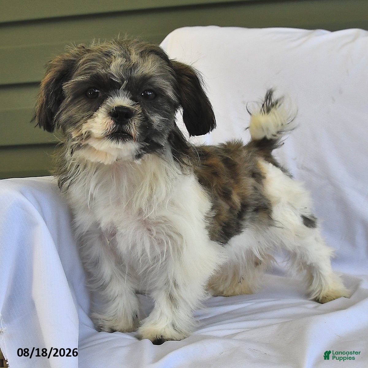 Shih Tzu dogs Mary Beth - Ad 1