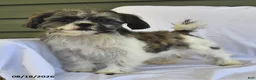 Shih Tzu dogs for sale: Mary Beth - Ad 1