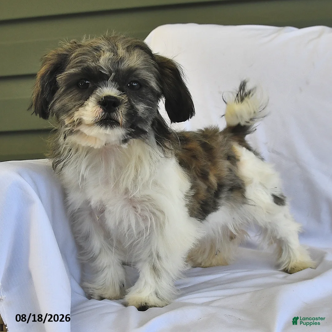 Shih Tzu dogs for sale: Mary Beth - Ad 1