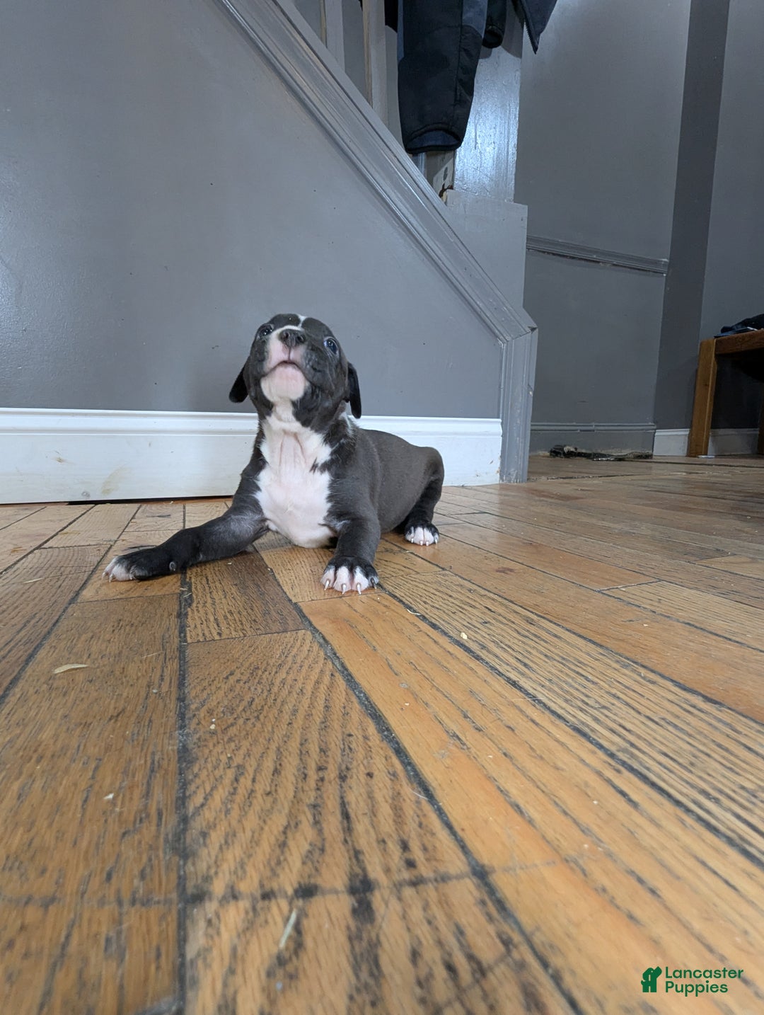 American Bully dogs for sale: Rage - Ad 9