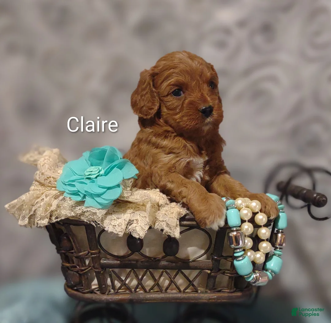 Cavapoo dogs for sale: Claire - Ad 1