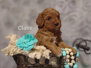 Cavapoo dogs Claire - Ad 21
