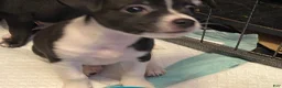 Chihuahua dogs for sale: Chihuahua 1 - Ad 4