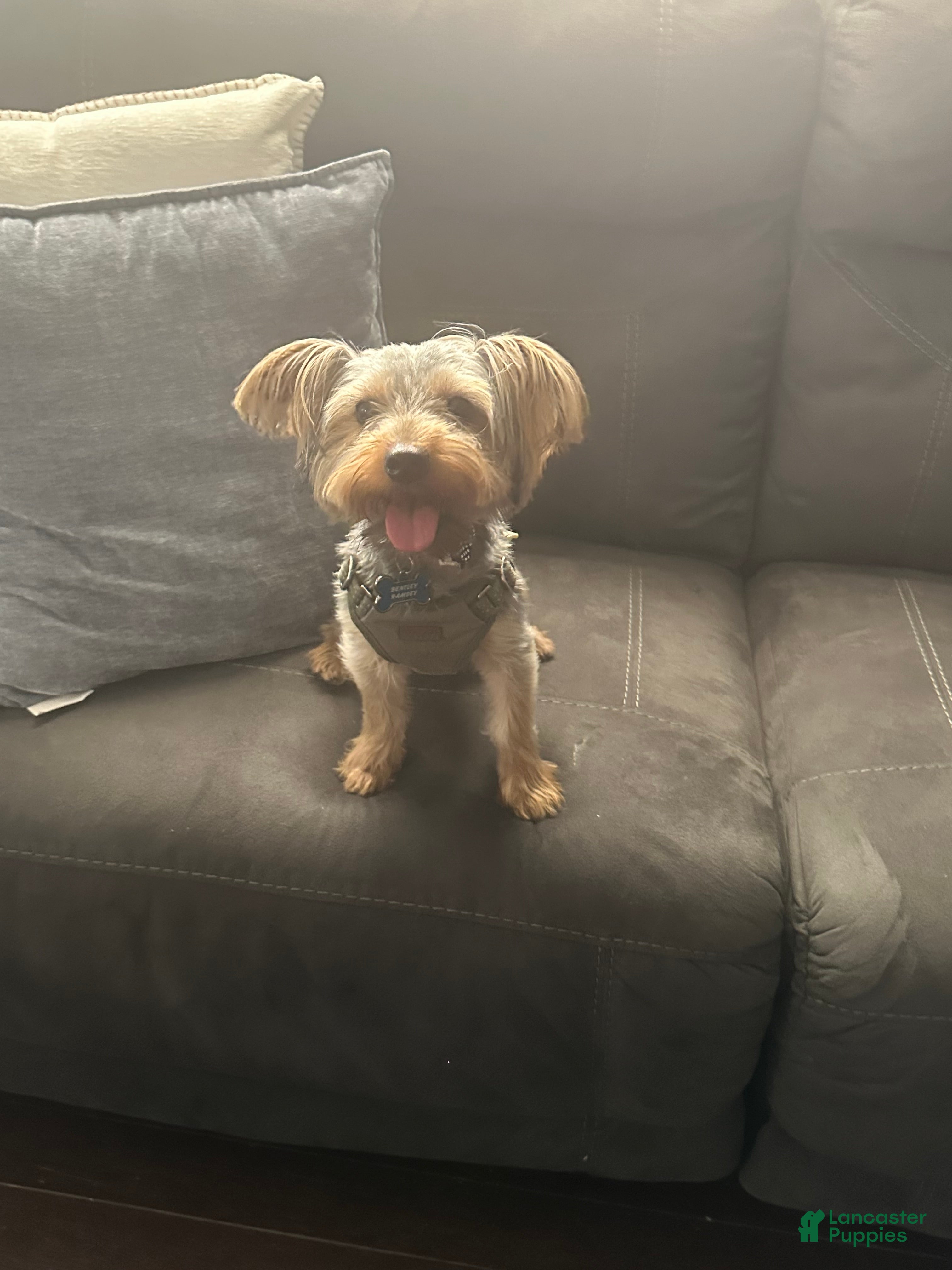 Yorkshire Terrier dogs Yorkshire Terrier Puppy 1 - Ad 1