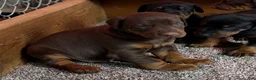 Doberman Pinscher dogs for sale: Doberman Pinscher Puppy 1 - Ad 6