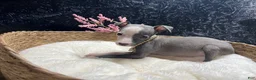 Italian Greyhound dogs for sale: Italian Greyhound 5 - Ad 8
