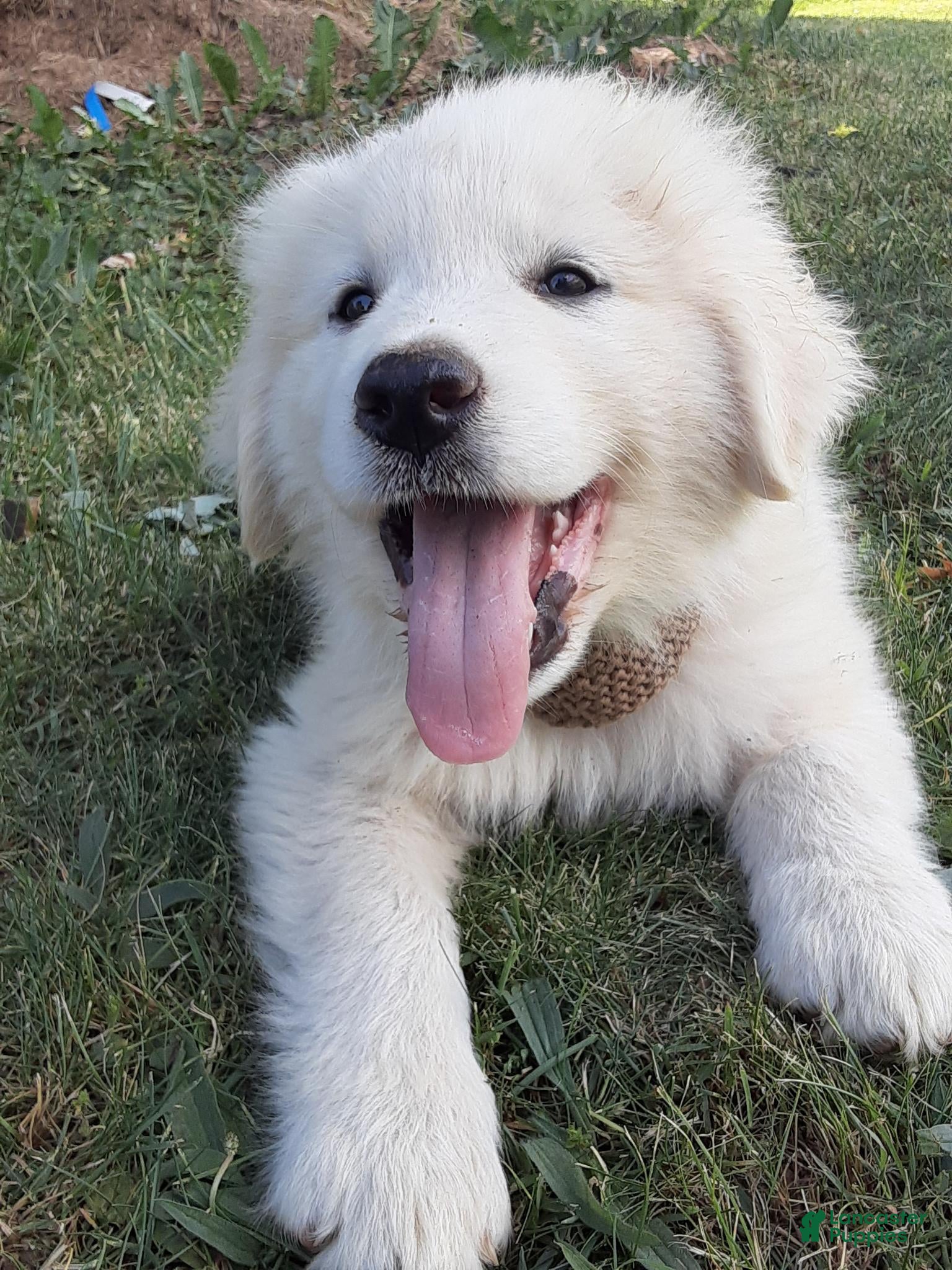 Great Pyrenees dogs Dothan - Ad 1