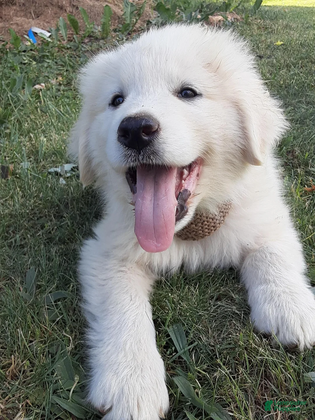 Great Pyrenees dogs for sale: Dothan - Ad 1