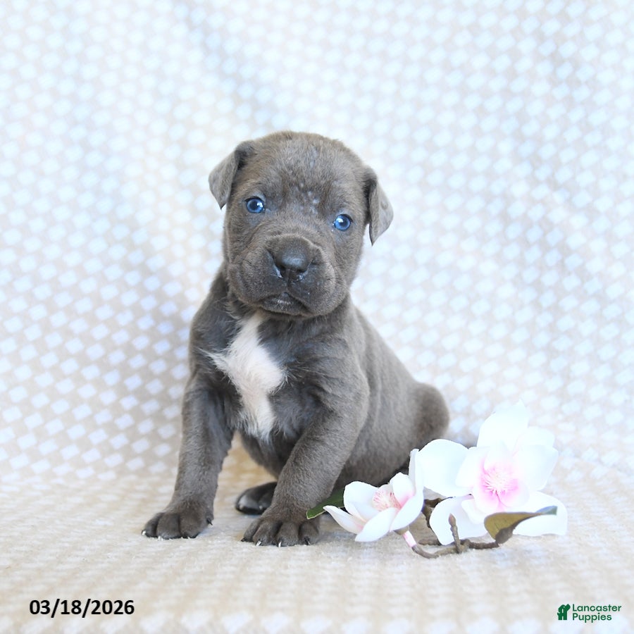 Cane Corso dogs Cody - Ad 1