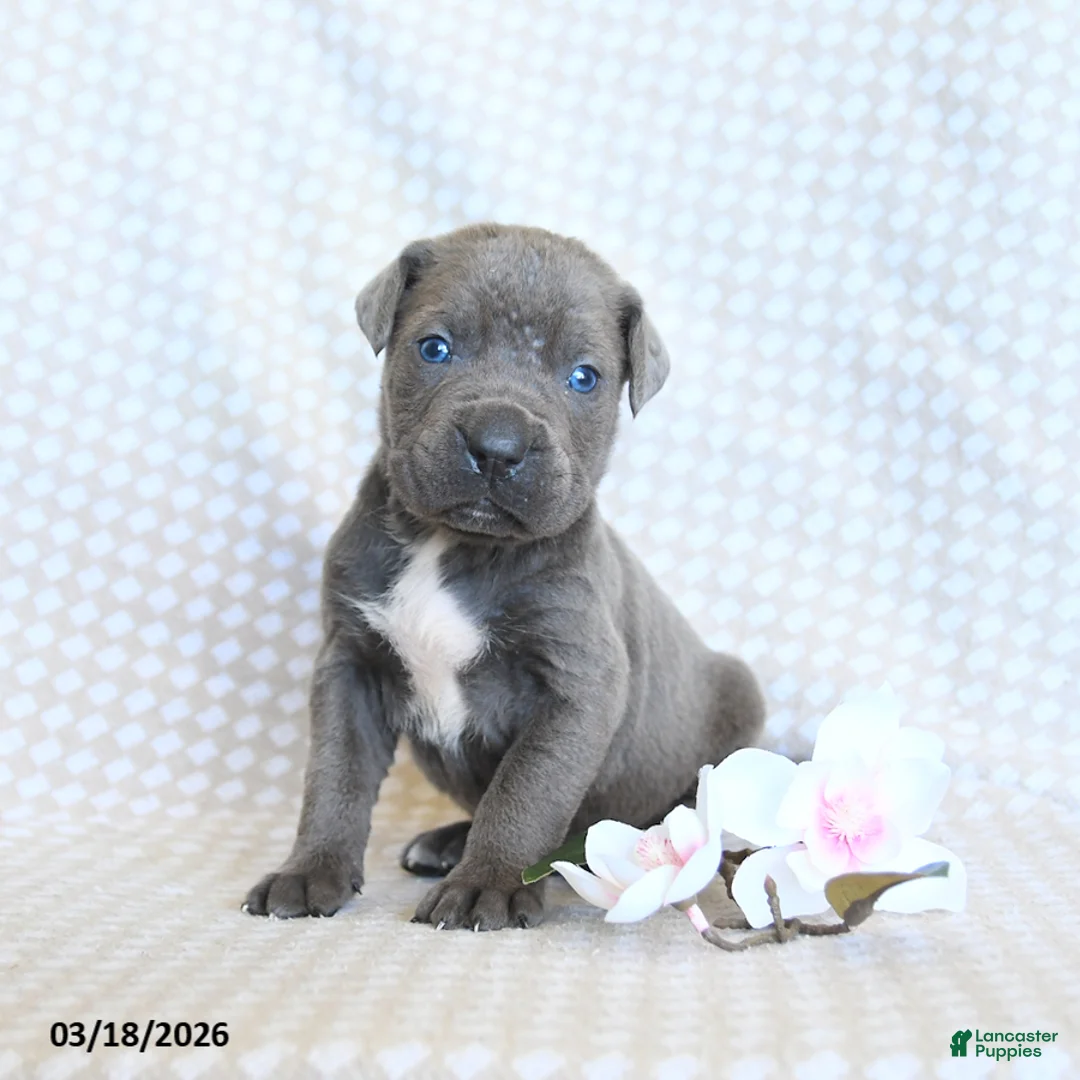 Cane Corso dogs for sale: Cody - Ad 1