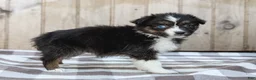 Australian Shepherd dogs for sale: Raine - Ad 6