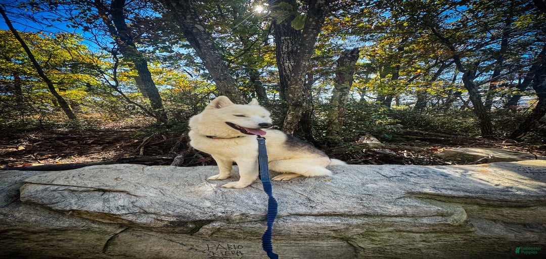 Gallery Image {{count}}