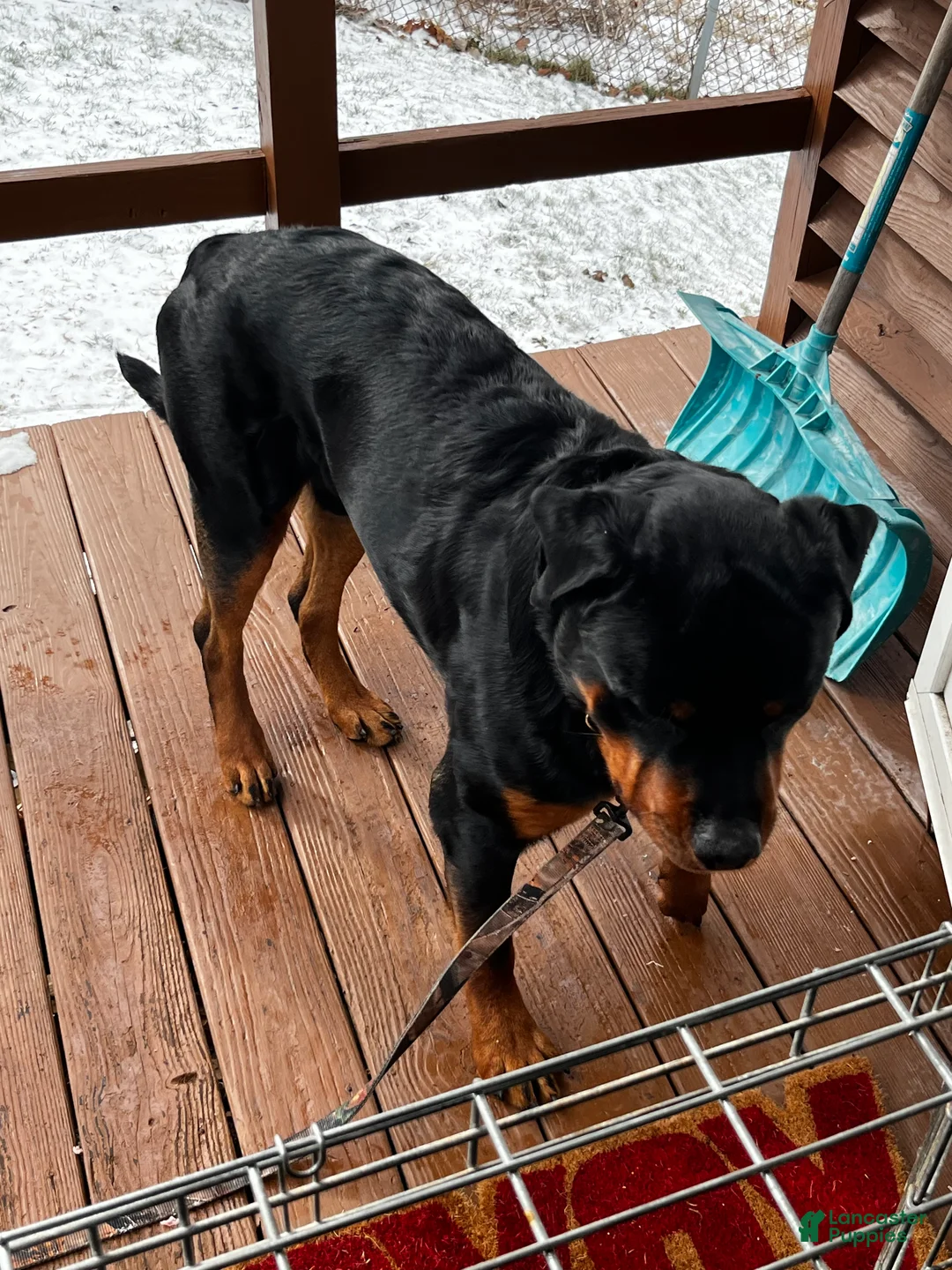 Rottweiler dogs for sale: Chops - Ad 2