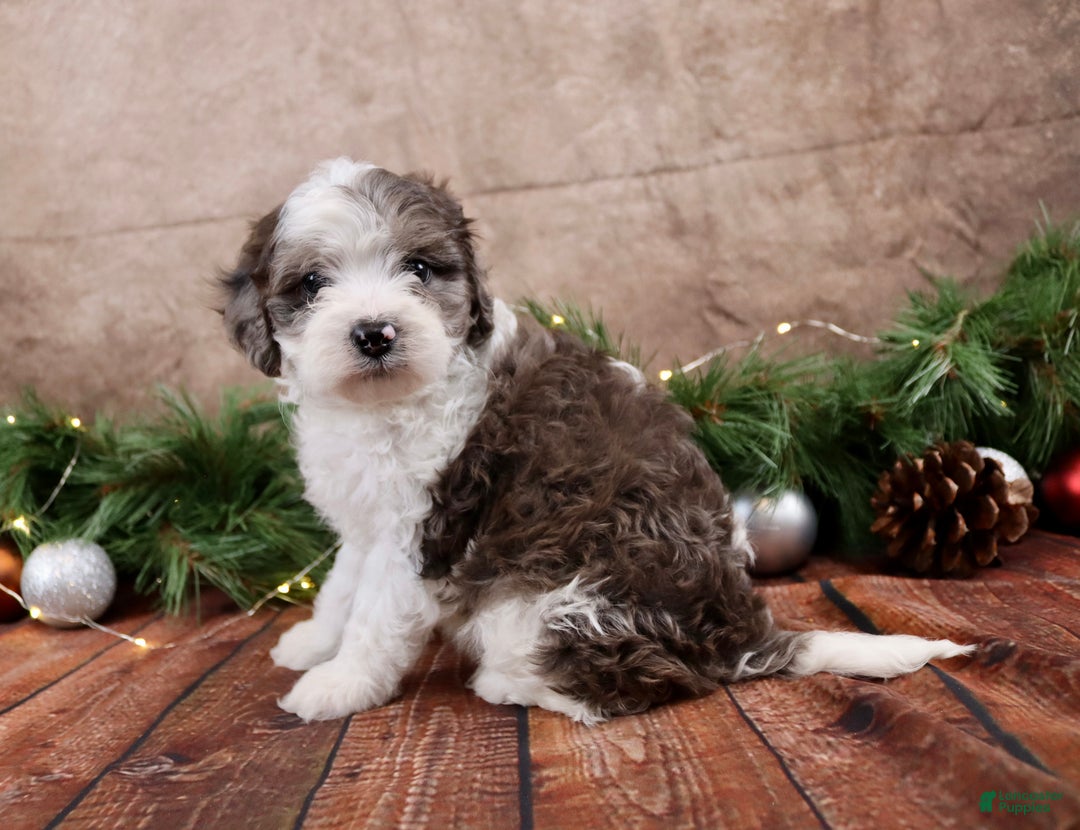 Cavapoo dogs for sale: Coal - Ad 3