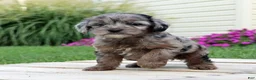 Yorkiepoo dogs for sale: Asher - Ad 5