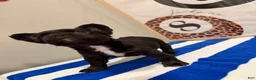 French Bulldog dogs for sale: Prada - Ad 4