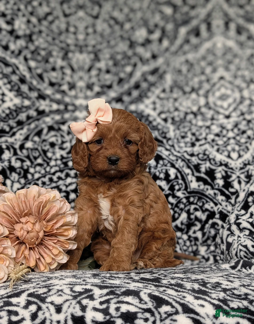 Cavapoo dogs for sale: Karah - Ad 1