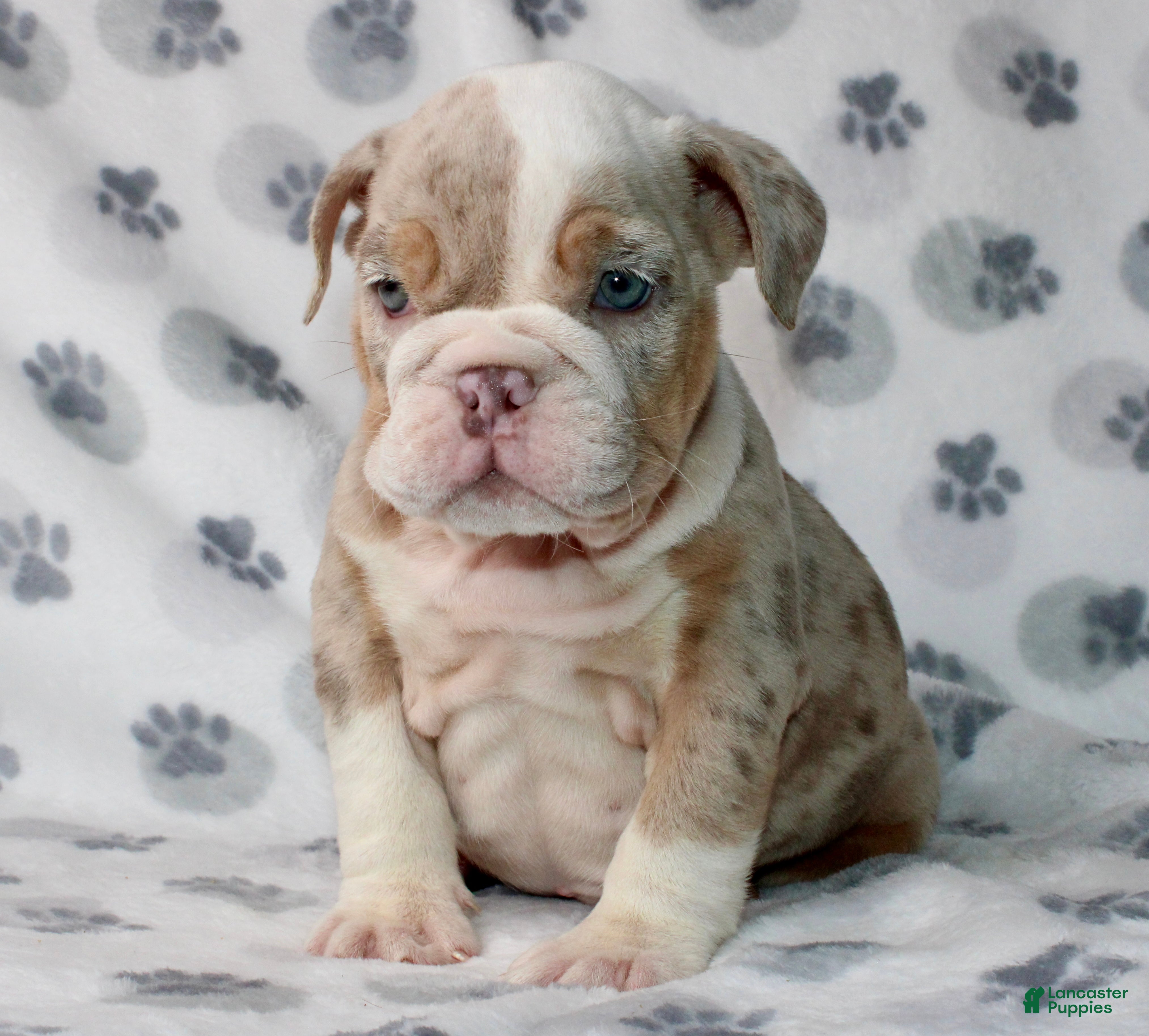 English Bulldog dogs Lucy - Ad 1