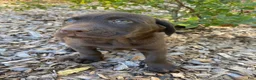 Labrador Retriever dogs for sale: Marilyn - Ad 8