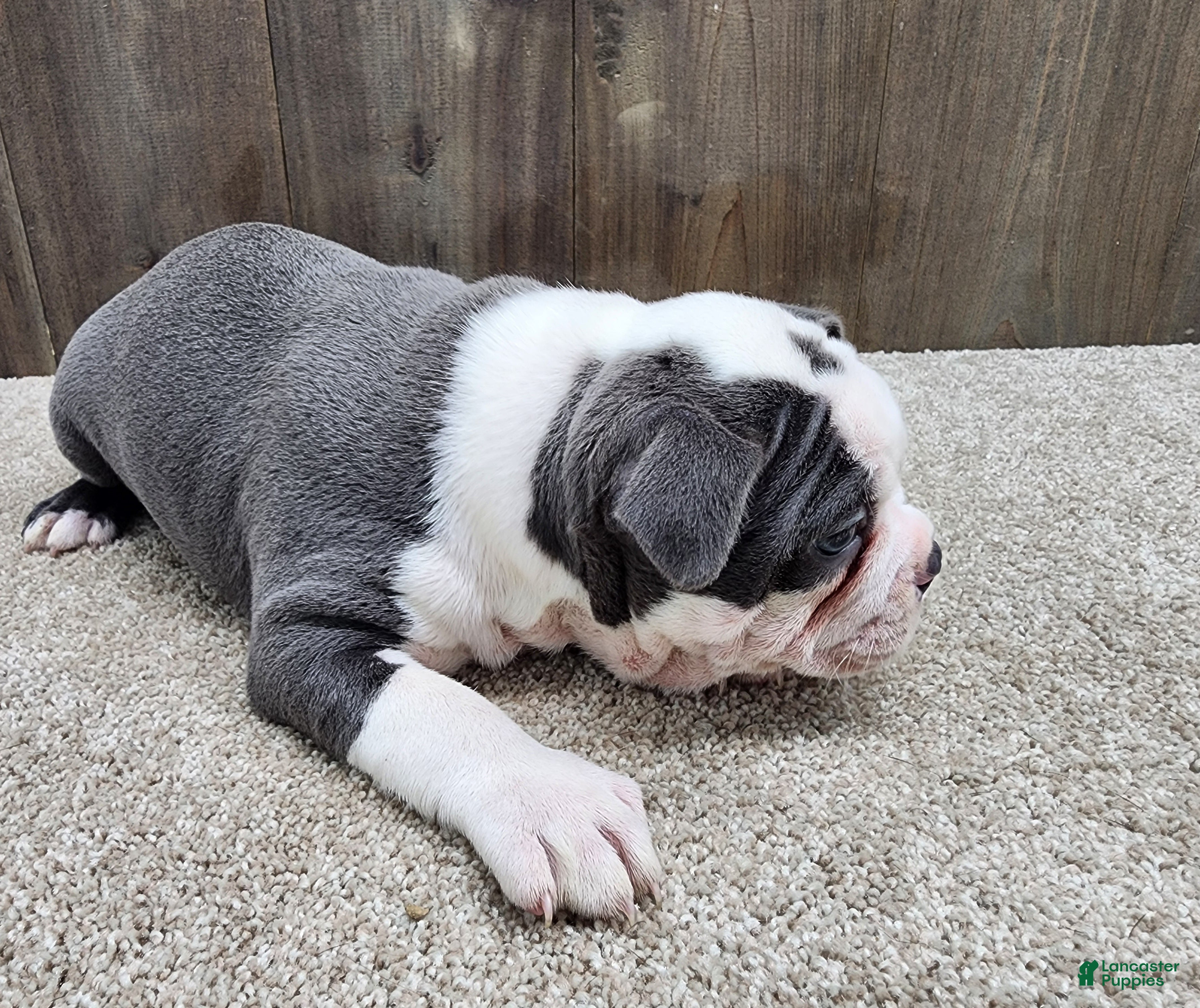 Boston Terrier dogs Boston Terrier Puppy 1 - Ad 2