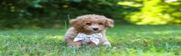 Bichpoo dogs for sale: Charlie  - Ad 7
