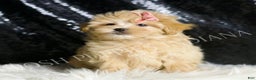 Maltipoo dogs for sale: Gloria - Ad 5