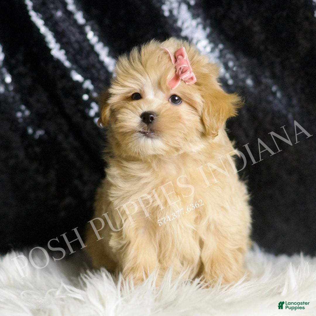 Maltipoo dogs for sale: Gloria - Ad 5