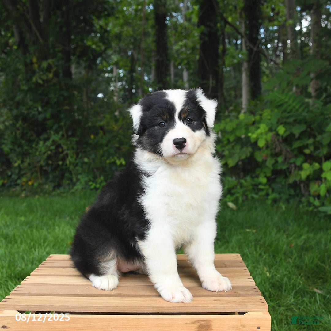 Australian Shepherd Collie Puppy Price Border Collie Australian