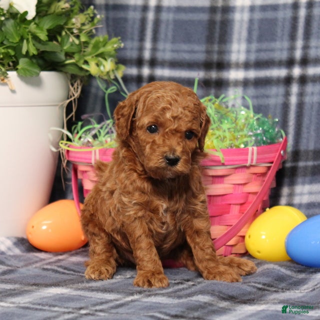 Miniature Poodle dogs Lyle - Ad 2