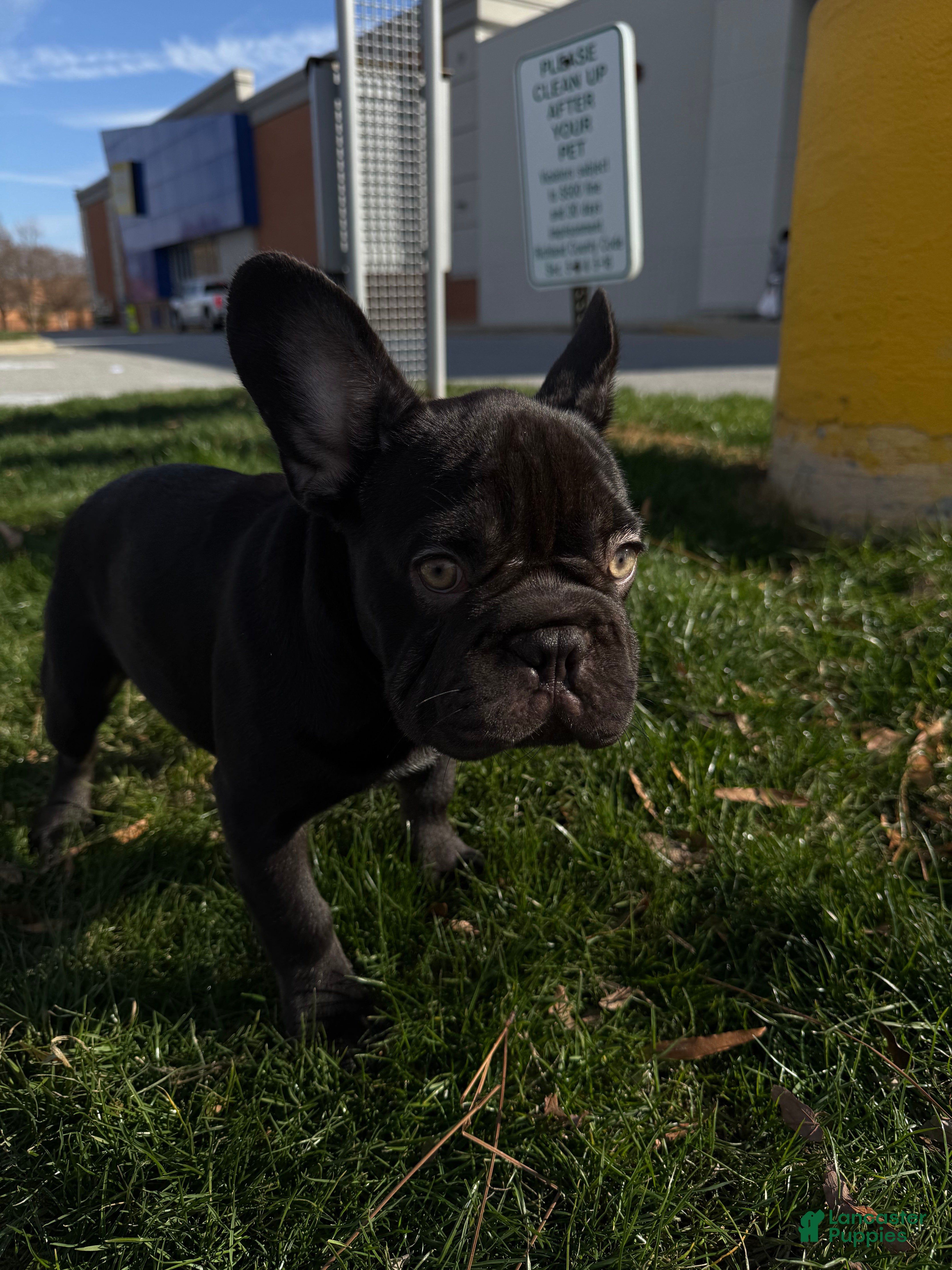French Bulldog dogs Munk - Ad 6