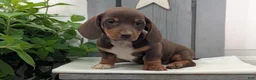 Miniature Dachshund dogs for sale: Max - Ad 6