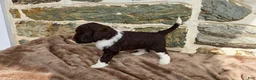 Portuguese Water Dog dogs for sale: Mary - Ad 11