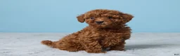 Miniature Poodle dogs for sale: Randy - Ad 3