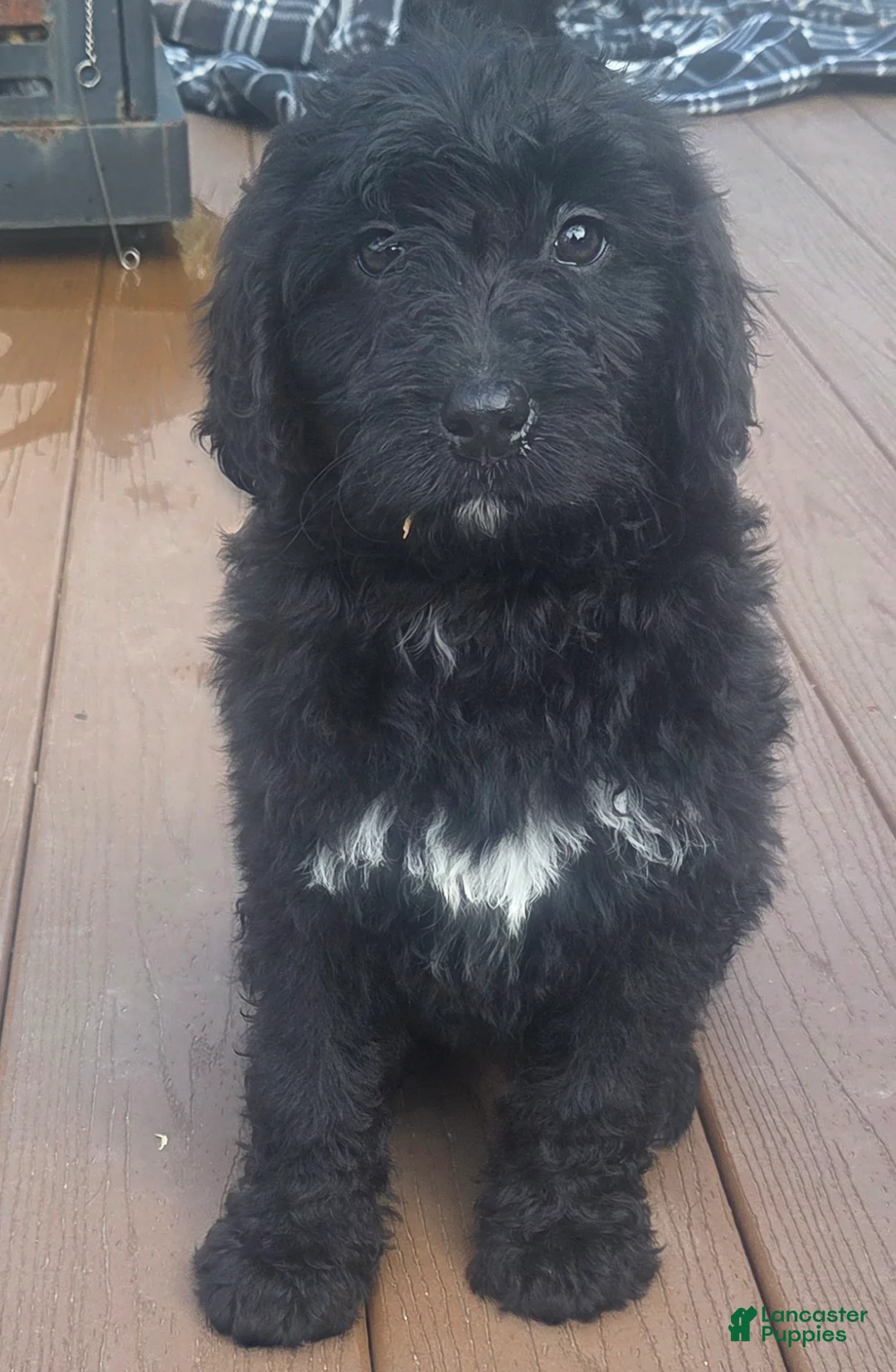 Bernedoodle dogs for sale: Bernedoodle Puppy 1 - Ad 2