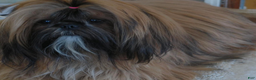 Shih Tzu dogs for sale: Brooke - Ad 6
