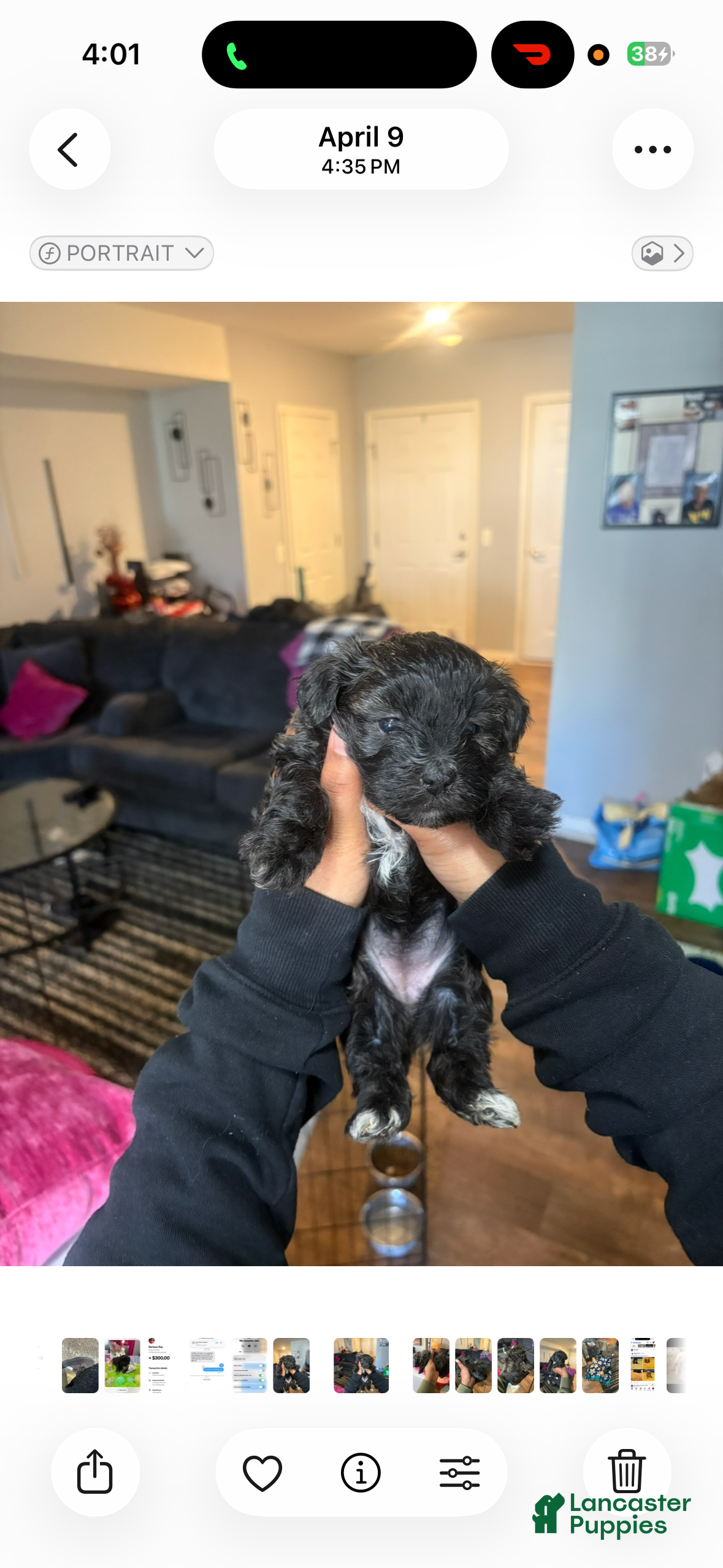 Maltipoo dogs Maltipoo 3 - Ad 4