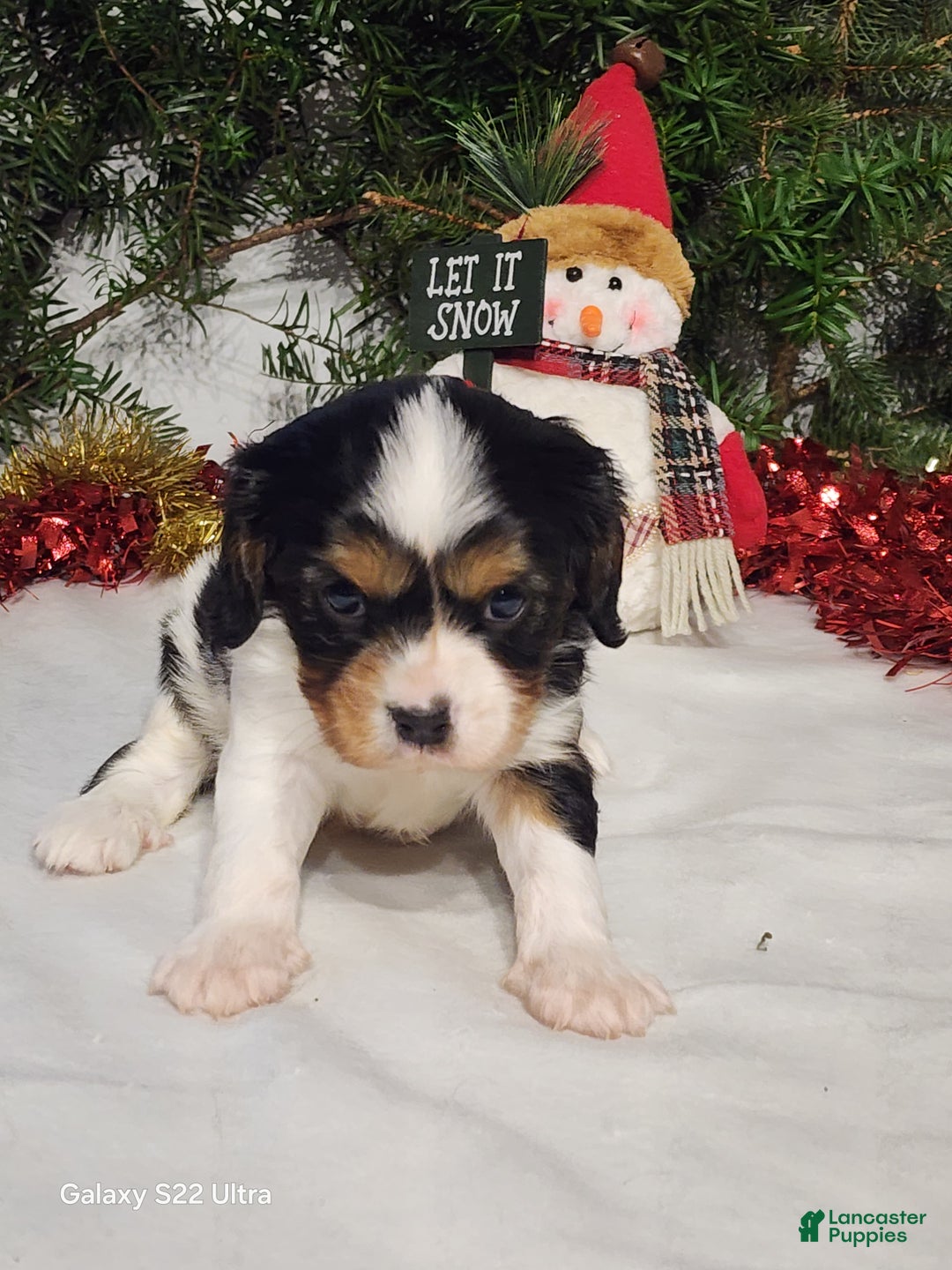 Cavalier King Charles Spaniel dogs for sale: Jerry - Ad 3