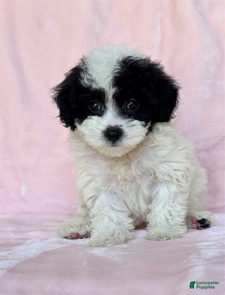 Miniature Poodle dogs Miniature Poodle 1 - Ad 10