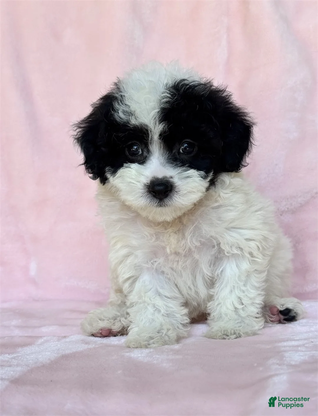 Miniature Poodle dogs for sale: Miniature Poodle 1 - Ad 1