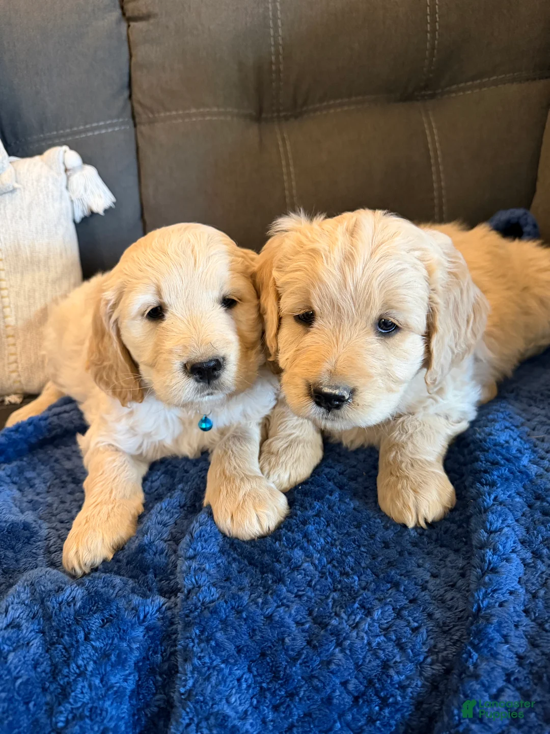 Goldendoodle dogs for sale: Vixen - Ad 3