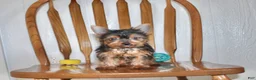Yorkshire Terrier dogs for sale: Champ - Ad 6
