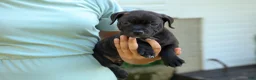 Staffordshire Bull Terrier dogs for sale: Moose 🐶 - Ad 8