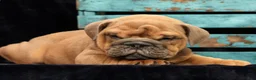 English Bulldog dogs for sale: Samson - Ad 8