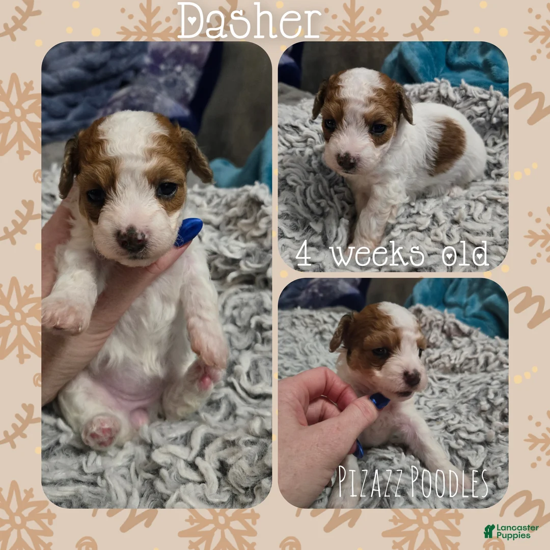 Miniature Poodle dogs for sale: Dasher - Ad 4